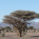 La végétation marocaine